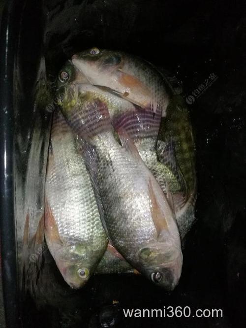 连续做钓六天钓罗非