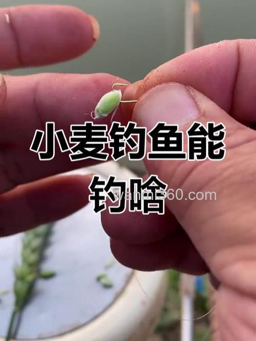 什么小麦钓鱼好?