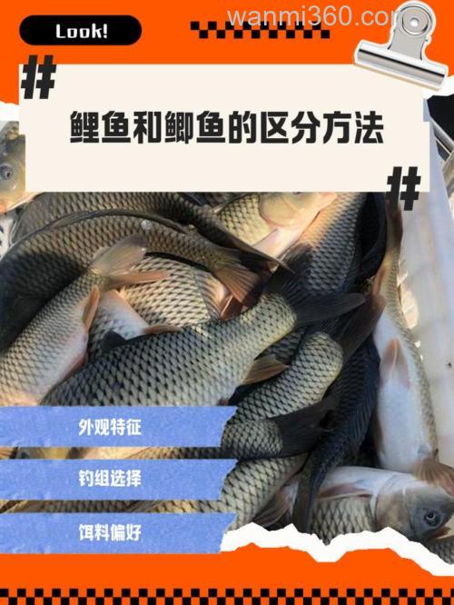 为什么鲫鱼比鲤鱼好吃?