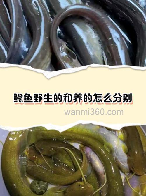 鲶鱼怎么养,鲶鱼可以和什么鱼混养