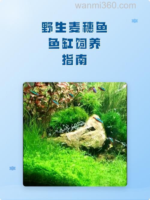 鱼缸养麦穗喂什么?