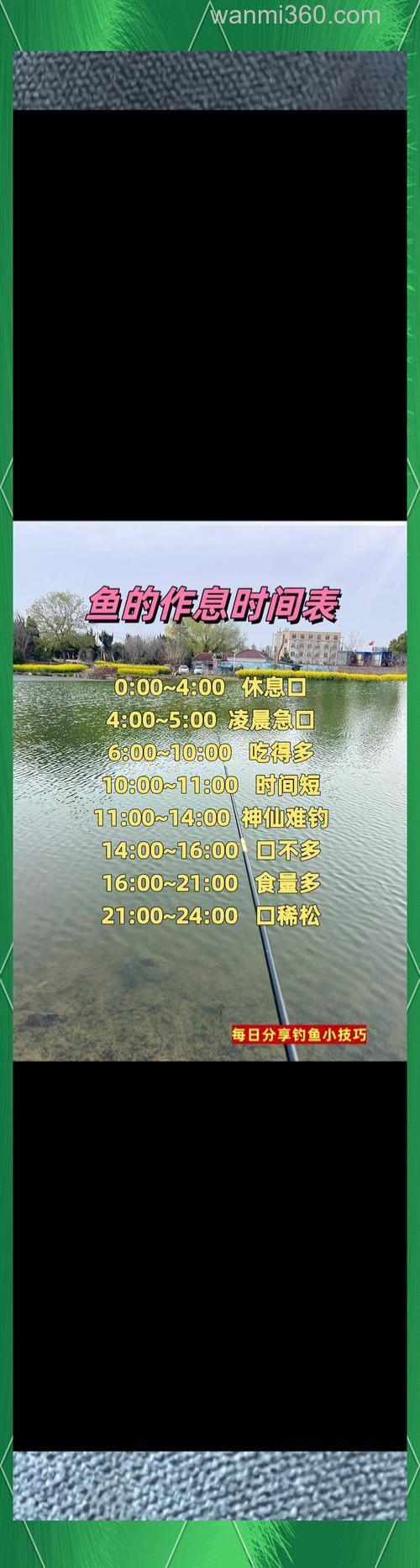 深秋季节钓鲤鱼最佳时间是几点？