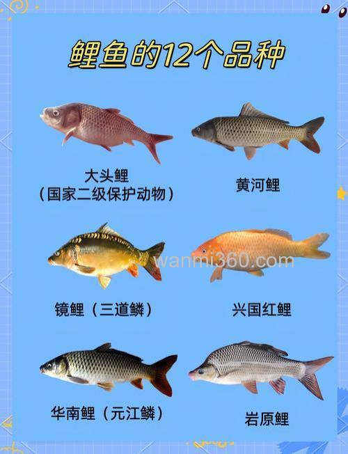 鲤鱼的资料