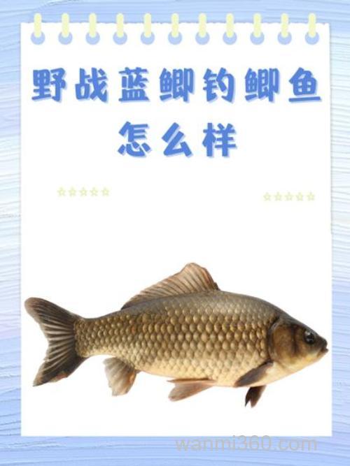 野战蓝鲫洗面筋能钓什么鱼？