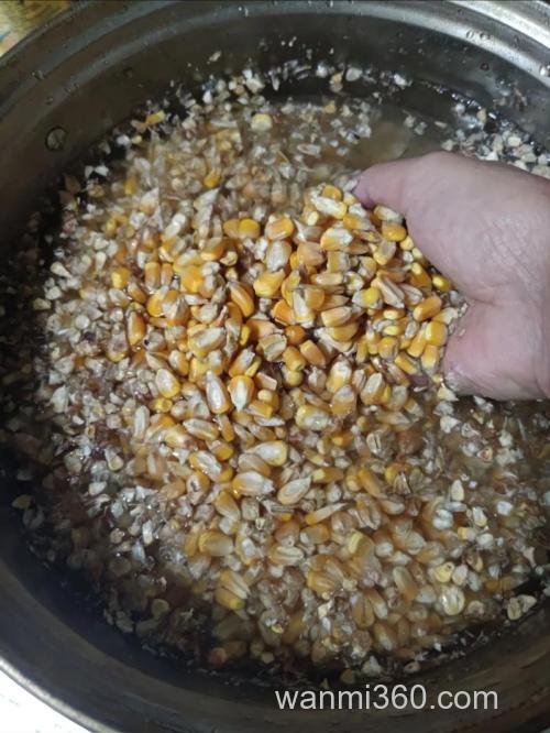 自制穗玉米+小米钓鱼窝料，效果必须好