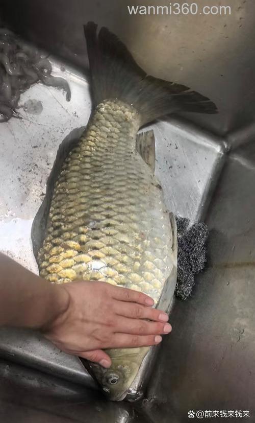 超诱十918十奶香鲫钓鲫鱼可以吗?