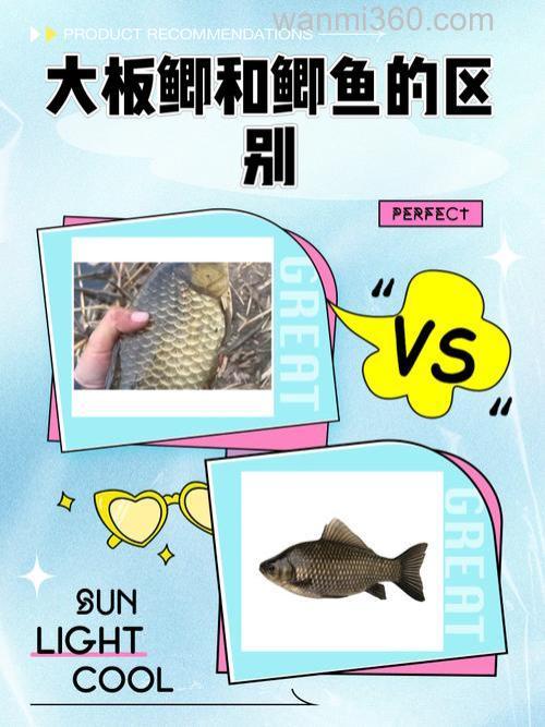 板鲫和鲫鱼的区别？