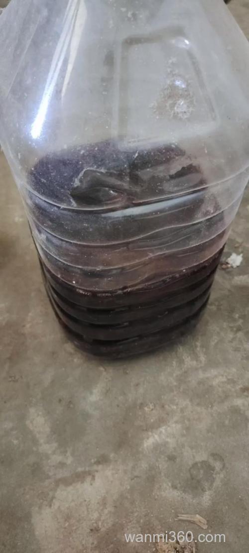 药酒泡玉米小麦，主钓鲤鱼草鱼，