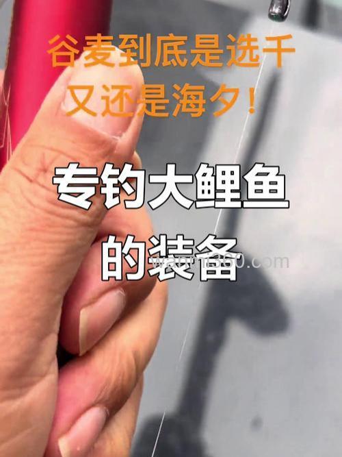 如何钓号鲤鱼?