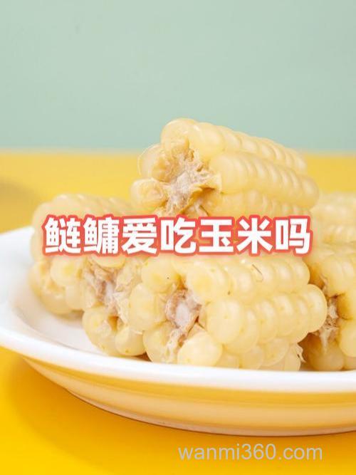鲢鳙吃玉米吗？
