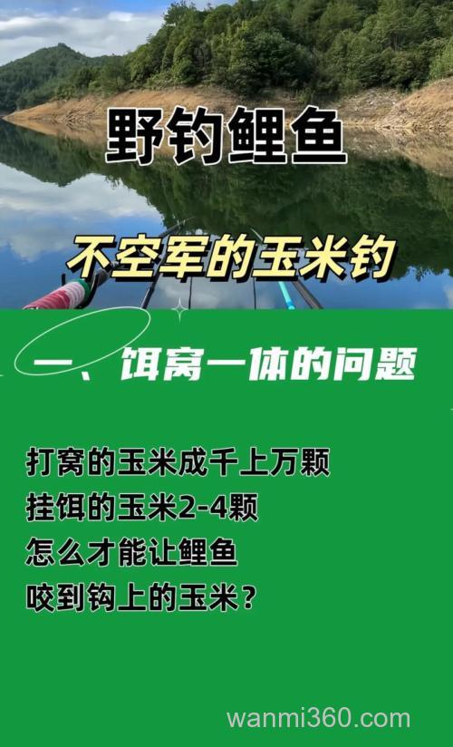 野钓玉米钓鲤鱼方法?
