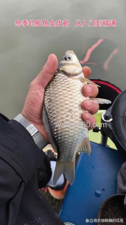 冬季用血麦钓鲫鱼效果好不好？