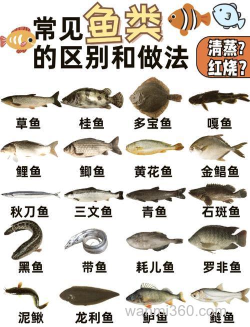 草鱼跟鲤鱼的区别