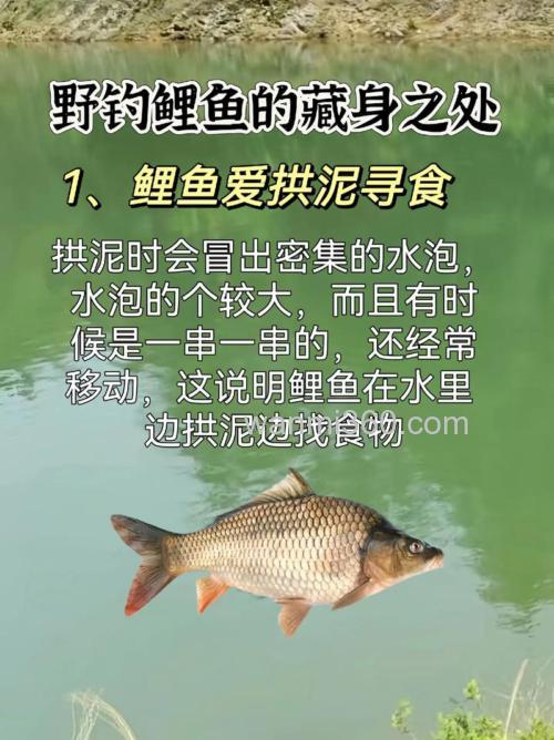 带你走出垂钓鲤鱼的误区