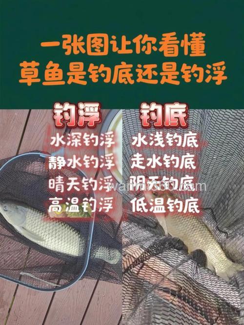 钓草鱼如何选择钓底还是钓浮