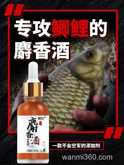 低温钓鲫鱼加麝香酒可以吗?
