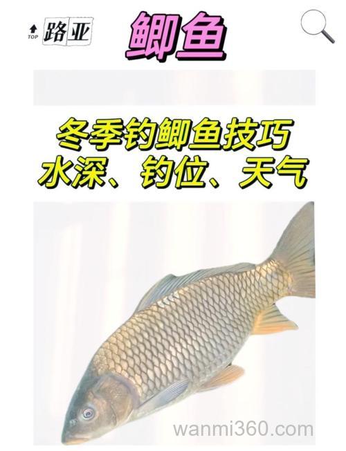 冬天水库鲫鱼宜钓多深