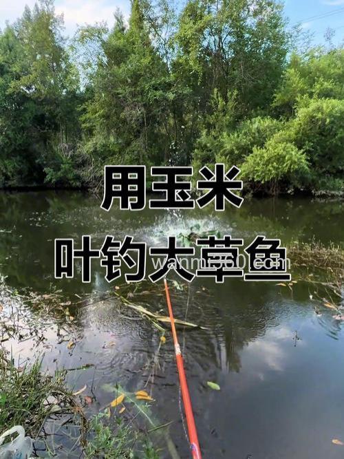 在大河里钓草鱼，用玉米打窝怎么打啊？
