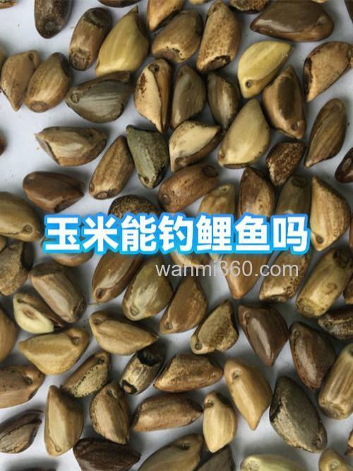 请教泡玉米这样行不？钓鲤鱼，即做窝又做铒。