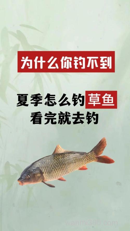 分析一下为什么不打窝,也可以钓到草鱼?