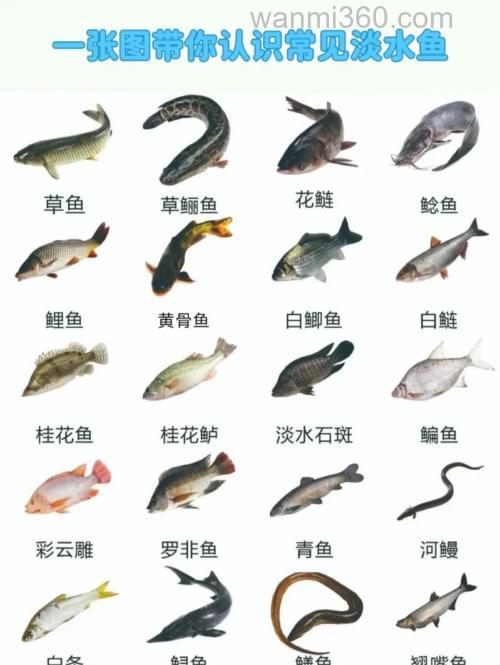 最常见的淡水鱼,你认识几种,钓到过哪些?