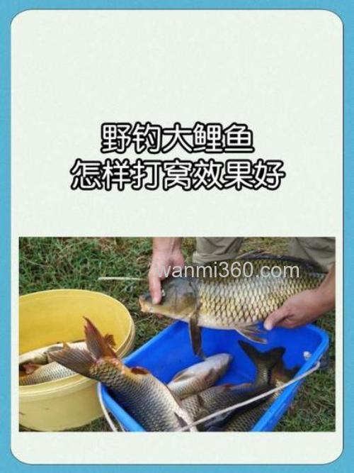 养殖塘钓鲤鱼怎么快速聚窝