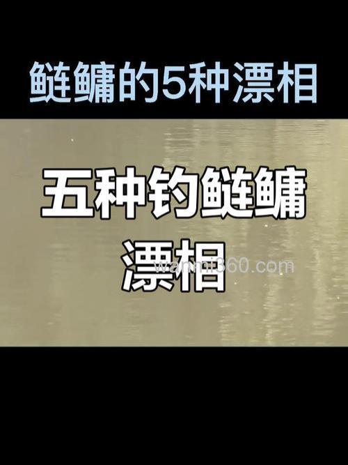 鲢鳙鱼吃饵的6个漂相