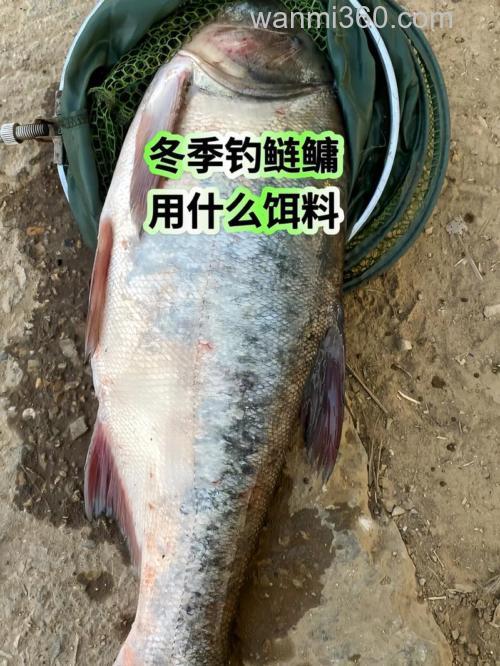北方冬季还能钓鲢鳙吗?