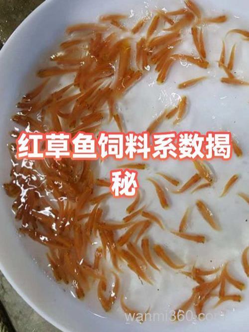 小麦喂草鱼的饲料系数?