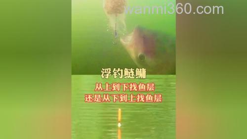 钓鲢鳙从什么时候开始找水层?