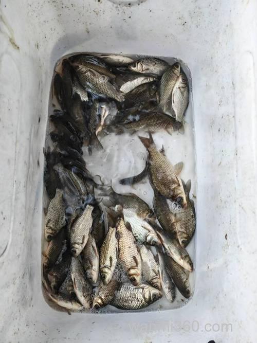 求解 竞技钓 小鲫鱼