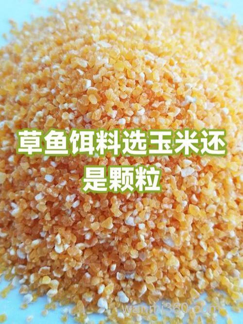 草鱼喂玉米好还是鱼饲料好?