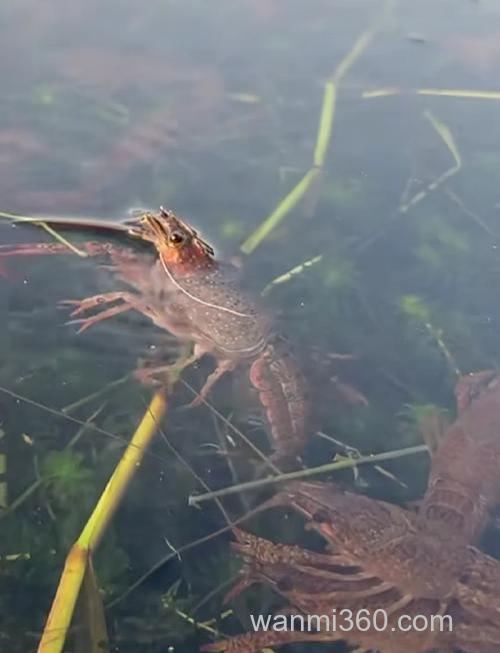 大海钓龙虾:掌握这些技巧与装备选择,享受独特海洋乐趣