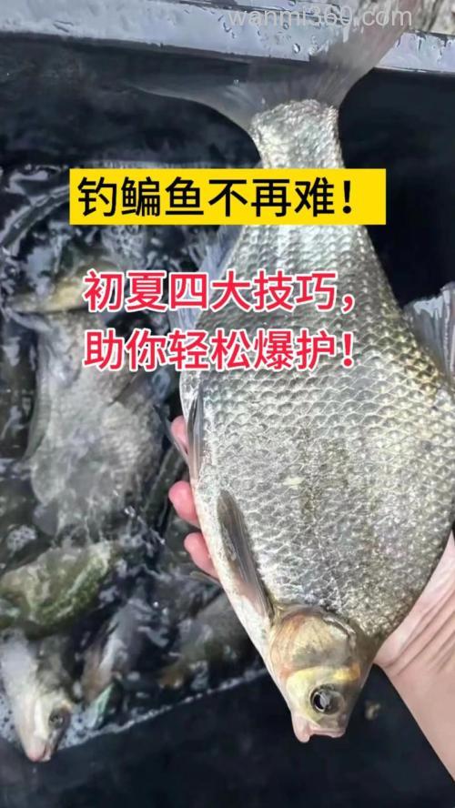 天热时钓鳊鱼的4点技巧