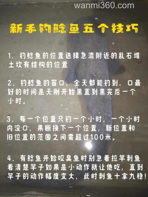 用小鱼钓鲶鱼怎么钓?