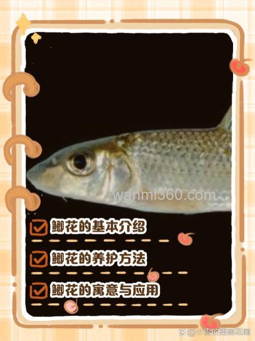 鲫鱼最喜欢吃什么植物?