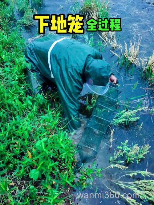 深水怎么下黄鳝地笼?