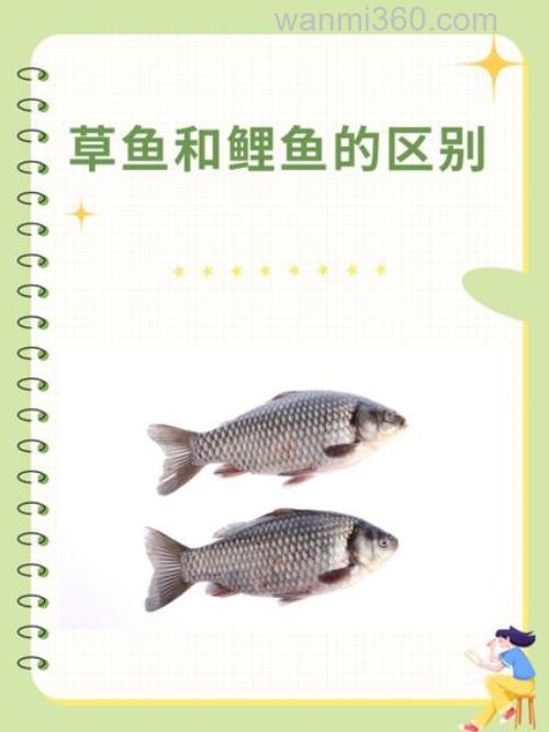 鲢鱼草鱼 鲤鱼吃蚯蚓吗?