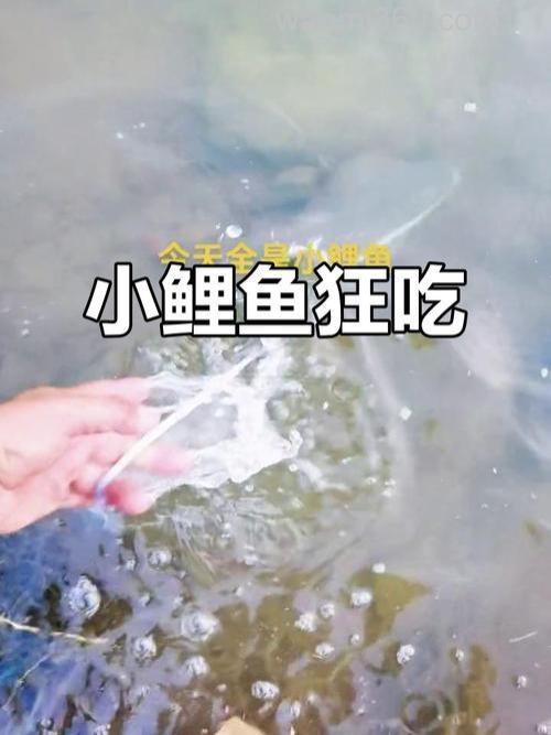 小鲤鱼能吃进玉米吗?