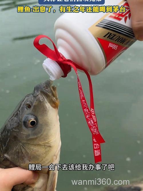 白酒和鲤鱼饵着小杂鱼不