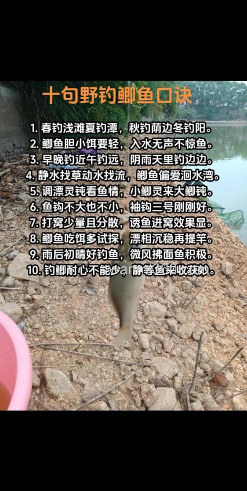春天不要只钓鲫鱼,试试鲢鳙钓法