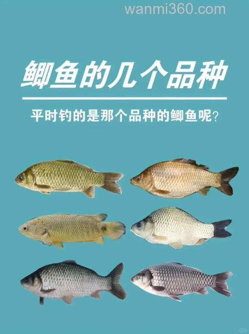 野钓大鲫鱼只需要记住三点