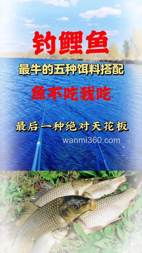 野钓鲤鱼用什么打窝好 商品饵料钓鱼如何搭配