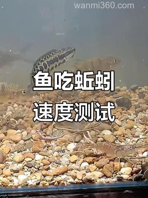 黑鱼吃蚯蚓吗?