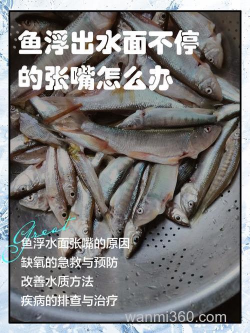 鱼起浮不开口怎么办呢?