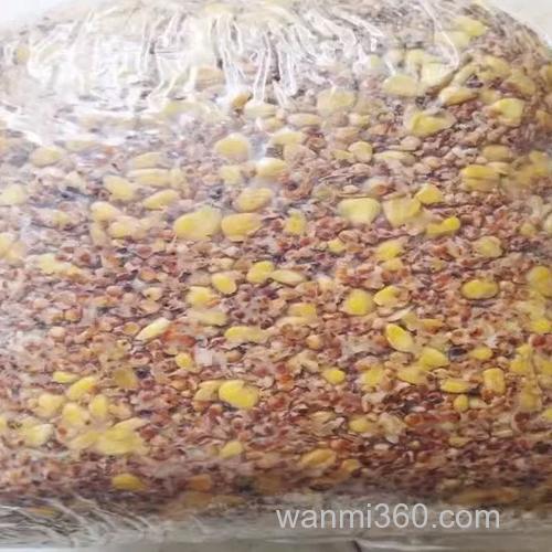 玉米酒糟怎么发酵钓鱼?