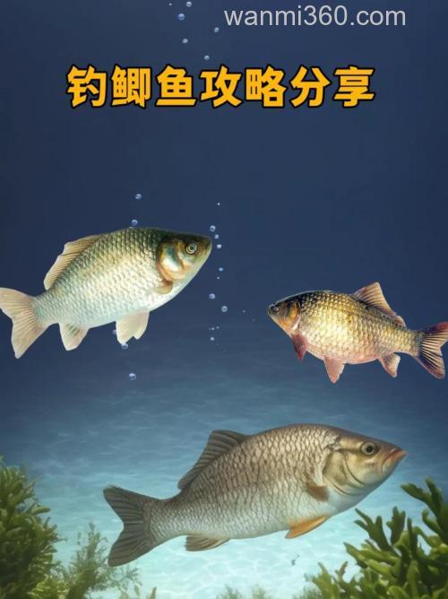 九月份怎么钓鲫鱼鲤鱼?