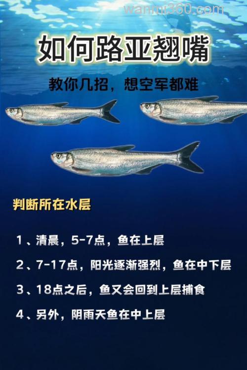 请教路亚高手们。钓翘嘴的方法?