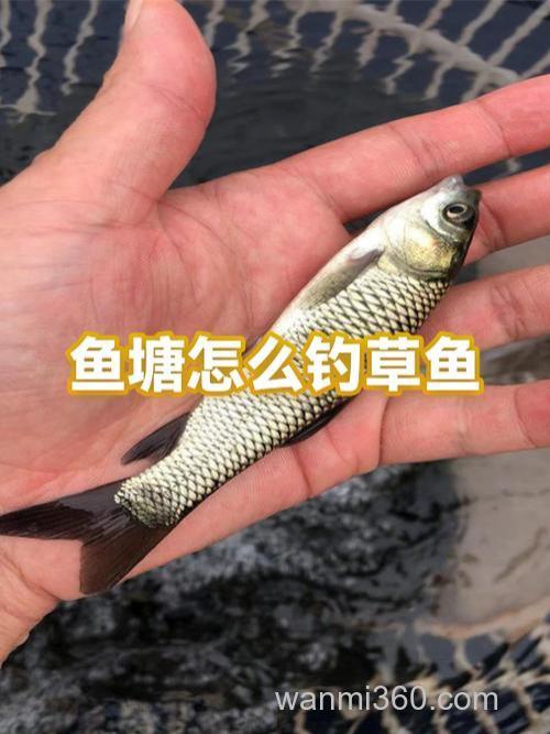 馒头能钓草鱼么?竟然把水库草鱼抠光了