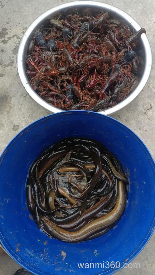 有什么好办法可以捉到龙虾黄鳝?